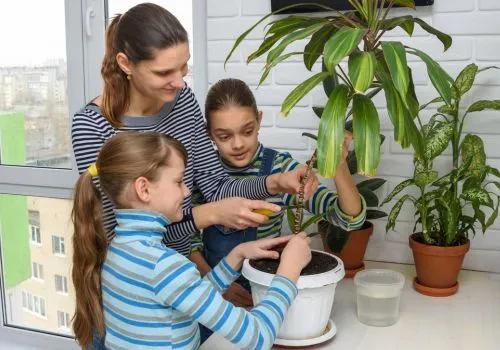 A stay-at-home mom doing indoor gardening with her two kids.